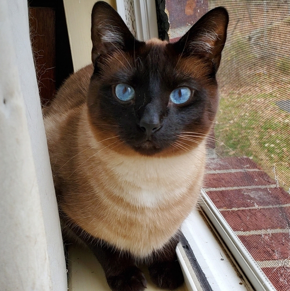 Meet your Posher, Robin - Picture 2 of 5